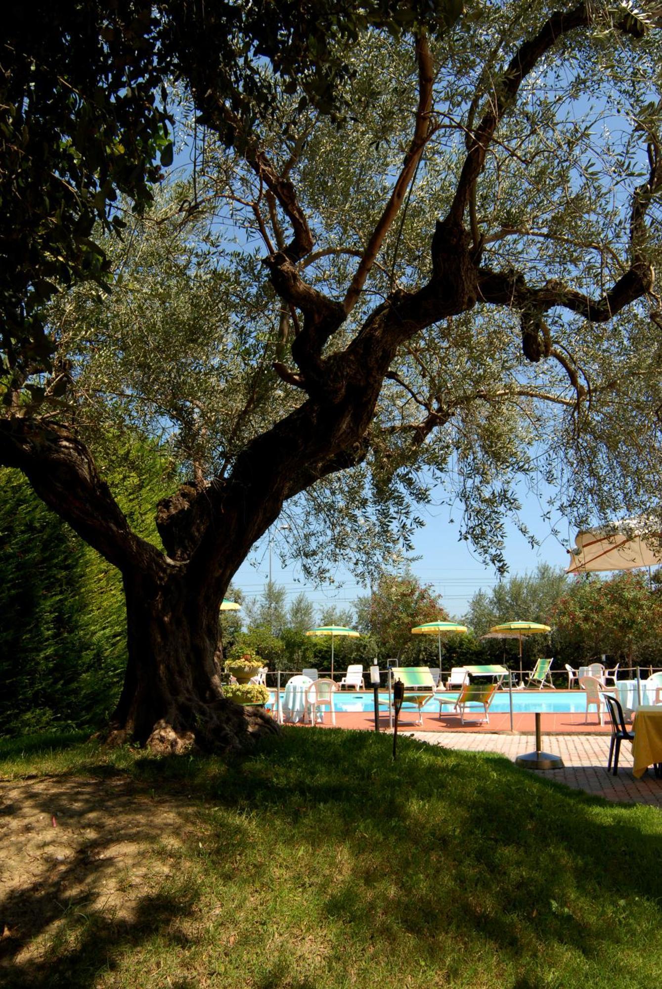 Hotel Parco degli Ulivi Scerne Esterno foto